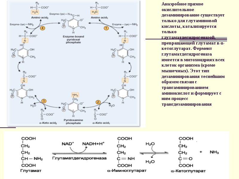 Анаэробное прямое окислительное дезаминирование существует только для глутаминовой кислоты, катализируется только глутаматдегидрогеназой, превращающей глутамат